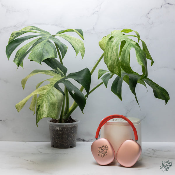 Monstera Deliciosa Mint Variegated NOID (Intermediate Form) (wk34-L)