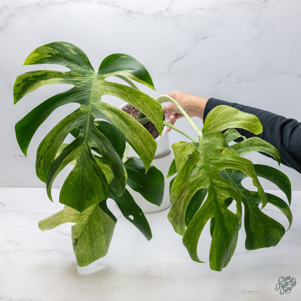 Monstera Deliciosa Mint Variegated NOID (Intermediate Form) (wk34-L)