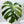 Monstera Deliciosa Mint Variegated NOID (Intermediate Form) (wk34-L)