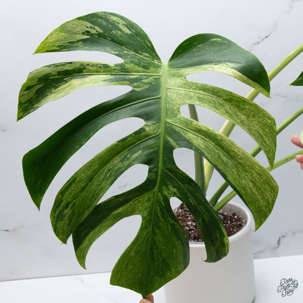 Monstera Deliciosa Mint Variegated NOID (Intermediate Form) (wk34-L)
