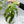 Monstera Deliciosa Mint Variegated NOID (Intermediate Form) (wk34-L)