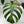Monstera Deliciosa Mint Variegated NOID (Intermediate Form) (wk34-L)
