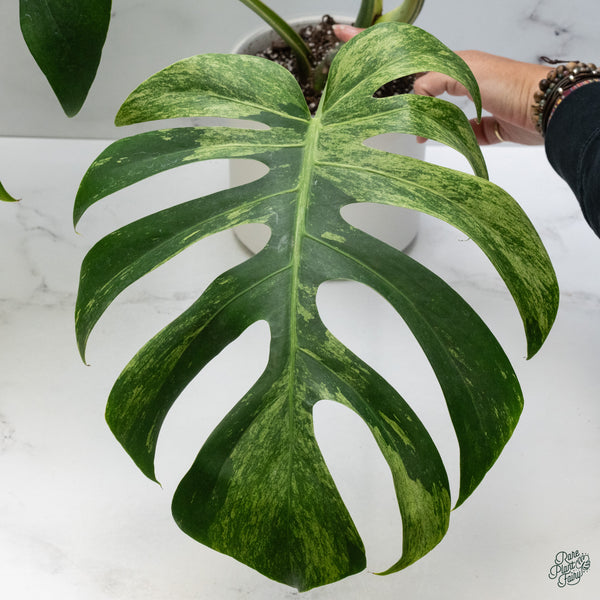 Monstera Deliciosa Mint Variegated NOID (Intermediate Form) (wk34-L)