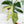 Monstera Deliciosa Mint Variegated NOID (Intermediate Form) (wk34-L)