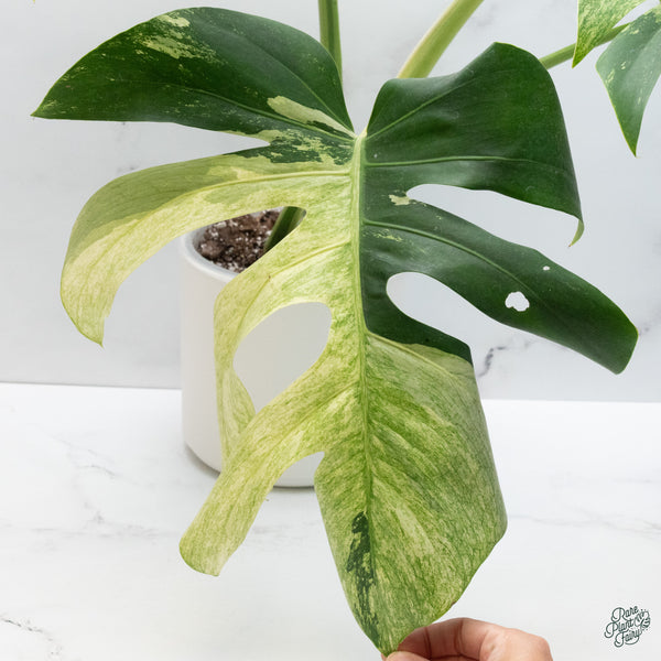 Monstera Deliciosa Mint Variegated NOID (Intermediate Form) (wk34-L)