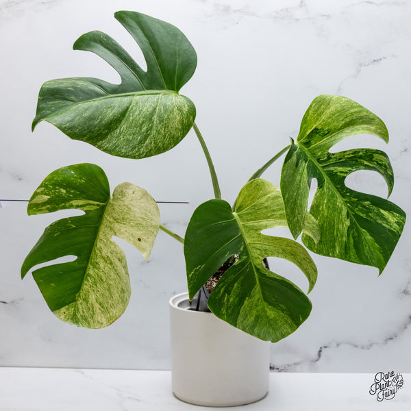 Monstera Deliciosa Mint Variegated NOID (Intermediate Form) (wk35-F)