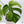 Monstera Deliciosa Mint Variegated NOID (Intermediate Form) (wk35-F)