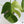 Monstera Deliciosa Mint Variegated NOID (Intermediate Form) (wk35-F)