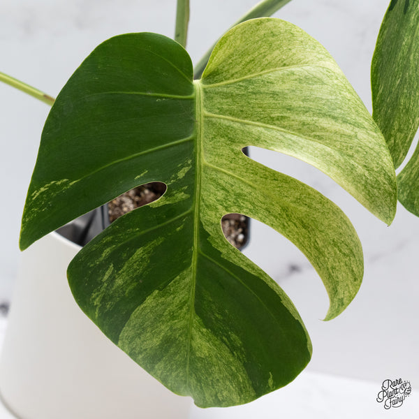 Monstera Deliciosa Mint Variegated NOID (Intermediate Form) (wk35-F)