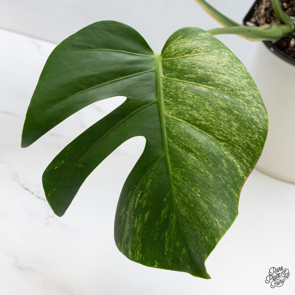 Monstera Deliciosa Mint Variegated NOID (Intermediate Form) (wk35-F)