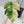 Monstera Deliciosa Mint Variegated NOID (Intermediate Form) (wk35-F)