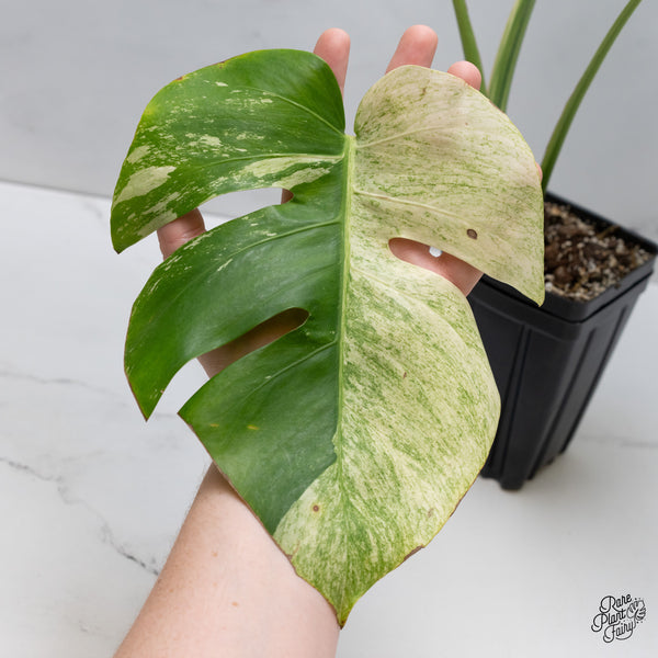 Monstera Deliciosa Mint Variegated NOID (Intermediate Form) (wk35-F)
