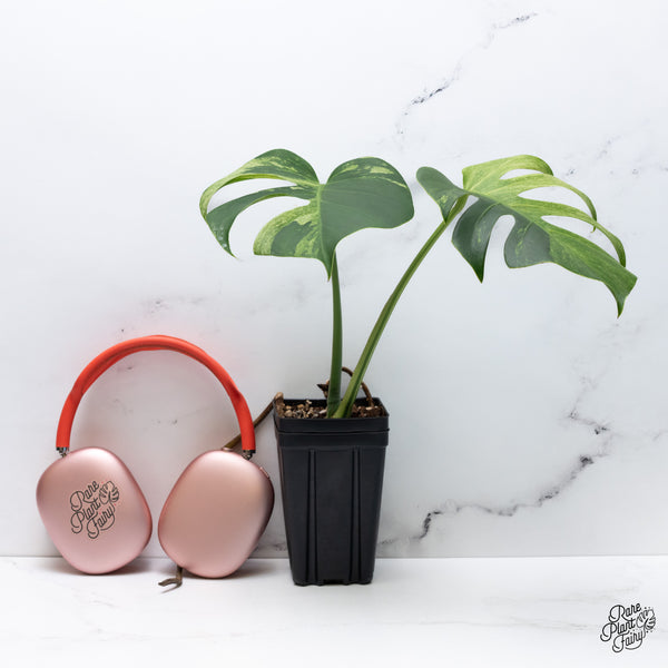 Monstera Deliciosa Mint Variegated NOID (Intermediate Form) (wk36-M)