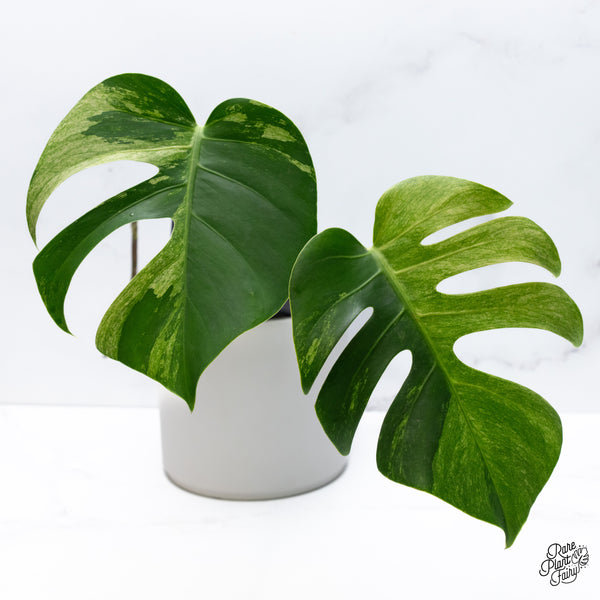 Monstera Deliciosa Mint Variegated NOID (Intermediate Form) (wk36-M)