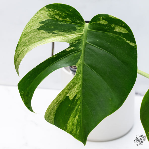 Monstera Deliciosa Mint Variegated NOID (Intermediate Form) (wk36-M)
