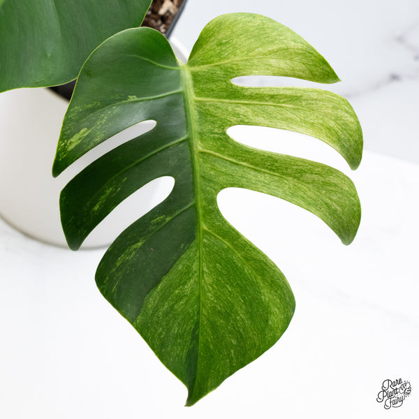 Monstera Deliciosa Mint Variegated NOID (Intermediate Form) (wk36-M)