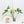 Epipremnum Giganteum Albo Variegated 'White Pearl' (wk37-I) *XL*