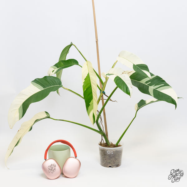 Epipremnum Giganteum Albo Variegated 'White Pearl' (wk37-I) *XL*