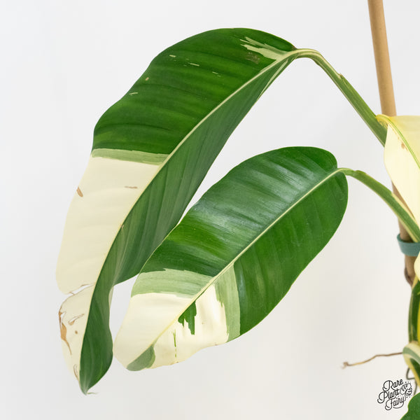 Epipremnum Giganteum Albo Variegated 'White Pearl' (wk37-I) *XL*