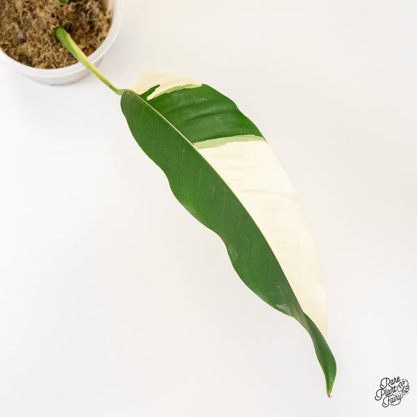 Epipremnum Giganteum Albo Variegated 'White Pearl' (wk37-I) *XL*