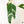 Epipremnum Giganteum Albo Variegated 'White Pearl' (wk37-I) *XL*