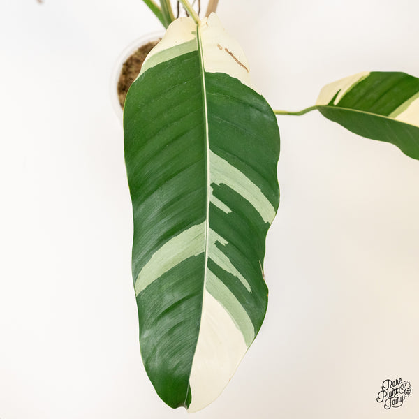 Epipremnum Giganteum Albo Variegated 'White Pearl' (wk37-I) *XL*
