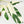 Epipremnum Giganteum Albo Variegated 'White Pearl' (wk37-I) *XL*