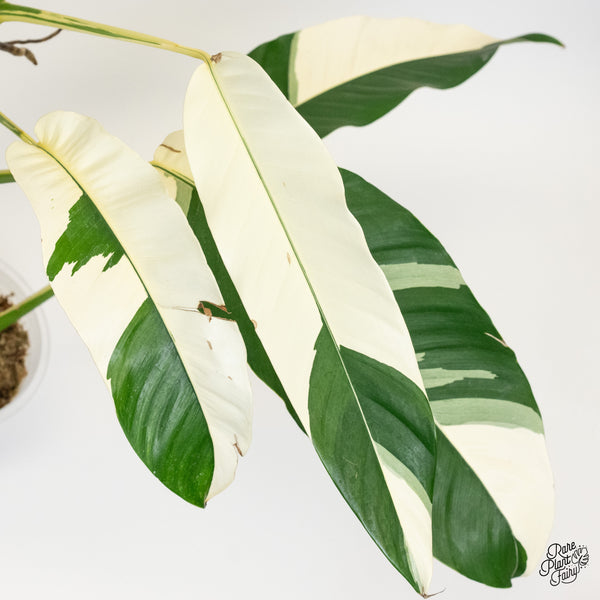 Epipremnum Giganteum Albo Variegated 'White Pearl' (wk37-I) *XL*