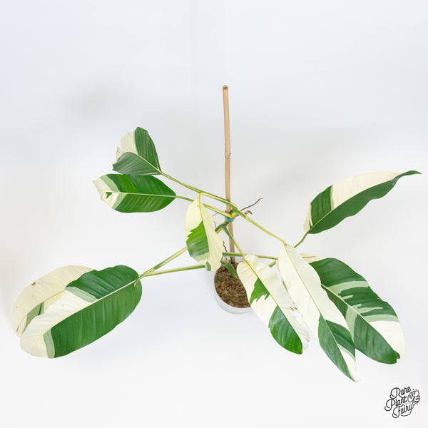 Epipremnum Giganteum Albo Variegated 'White Pearl' (wk37-I) *XL*