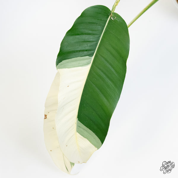 Epipremnum Giganteum Albo Variegated 'White Pearl' (wk37-I) *XL*