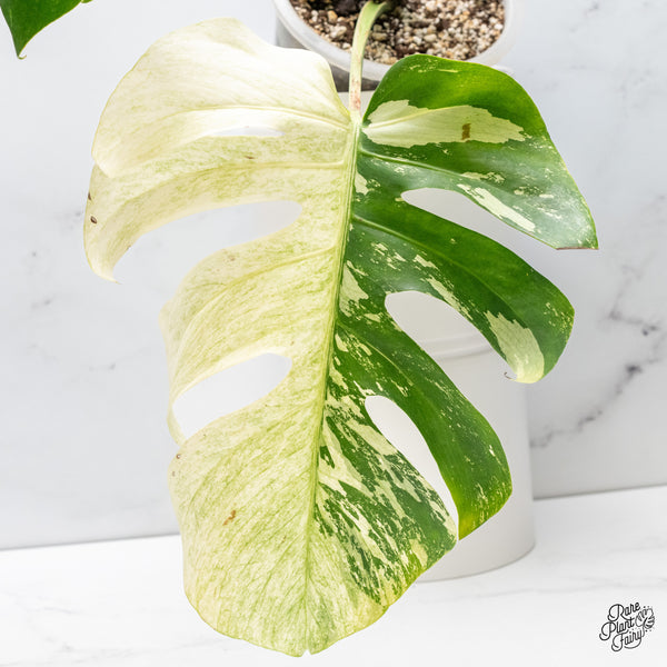 Monstera Deliciosa Mint Variegated NOID (Intermediate Form) (wk37-J)
