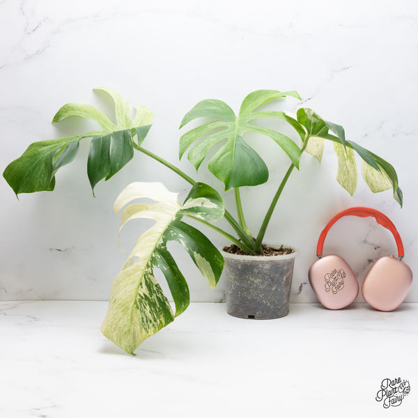 Monstera Deliciosa Mint Variegated NOID (Intermediate Form) (wk37-J)