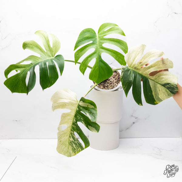 Monstera Deliciosa Mint Variegated NOID (Intermediate Form) (wk37-J)