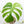 Monstera Deliciosa Mint Variegated NOID (Intermediate Form) (wk37-J)