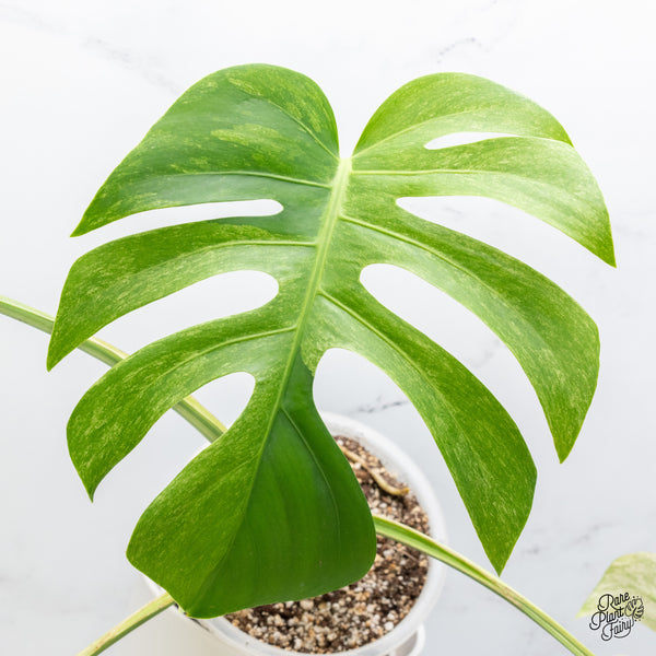 Monstera Deliciosa Mint Variegated NOID (Intermediate Form) (wk37-J)