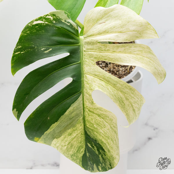 Monstera Deliciosa Mint Variegated NOID (Intermediate Form) (wk37-J)