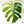 Monstera Deliciosa Mint Variegated NOID (Intermediate Form) (wk37-J)