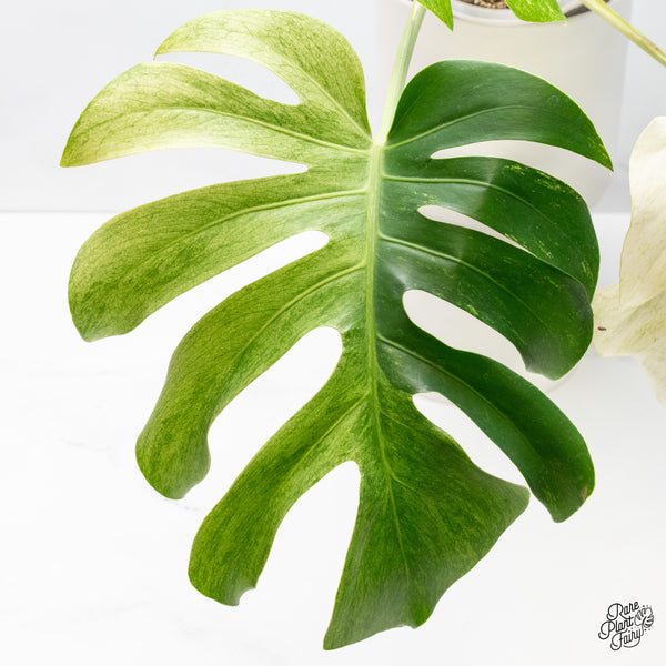 Monstera Deliciosa Mint Variegated NOID (Intermediate Form) (wk37-J)
