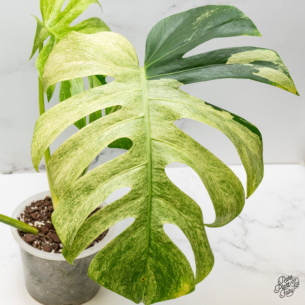 Monstera Deliciosa Mint Variegated NOID (Intermediate Form) (wk50-F)