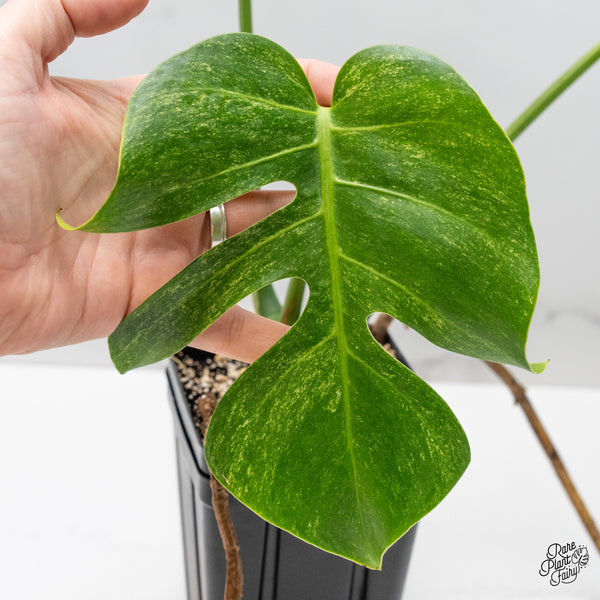 Monstera Deliciosa Mint Variegated NOID (Intermediate Form) (wk51-A)