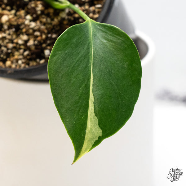 Monstera Deliciosa Mint Variegated - US Clone (Large Form) (wk45-H)