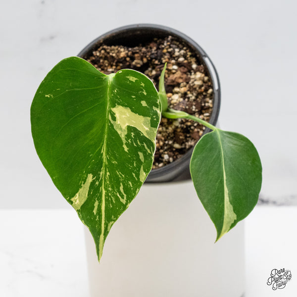 Monstera Deliciosa Mint Variegated - US Clone (Large Form) (wk45-H)