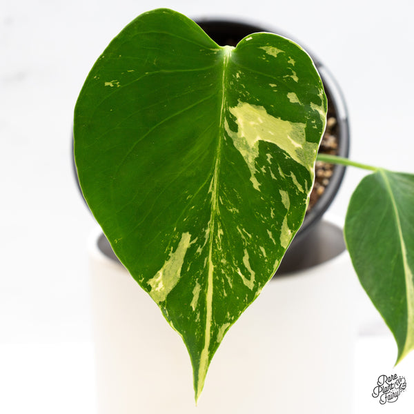 Monstera Deliciosa Mint Variegated - US Clone (Large Form) (wk45-H)