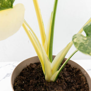 Monstera Deliciosa Thai Constellation 'Green Snow' (wk23-C)