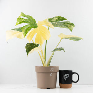 Monstera Deliciosa Thai Constellation 'Green Snow' (wk23-C)