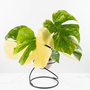 Monstera Deliciosa Thai Constellation 'Green Snow' (wk23-C)