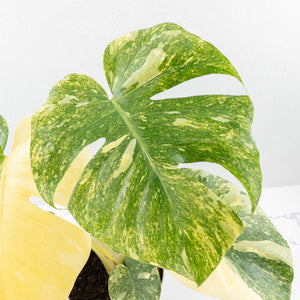 Monstera Deliciosa Thai Constellation 'Green Snow' (wk23-C)