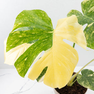 Monstera Deliciosa Thai Constellation 'Green Snow' (wk23-C)