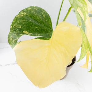 Monstera Deliciosa Thai Constellation 'Green Snow' (wk23-C)