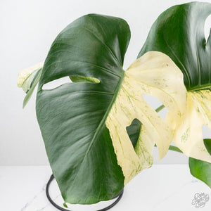 Monstera Deliciosa 'White Monster' (wk22-UZ) *Half Moons*